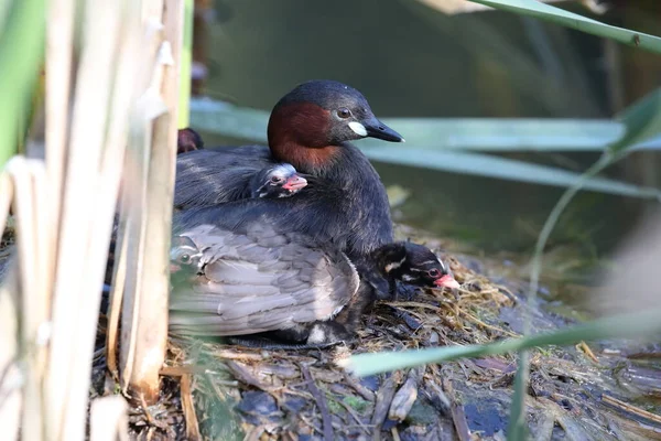 Piccolo Grebe Tachybaptus Ruficollis Pulcini Sul Nido Germania — Foto Stock