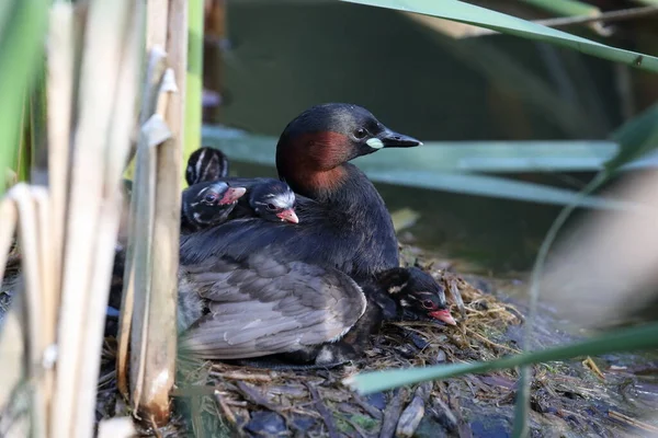 Piccolo Grebe Tachybaptus Ruficollis Pulcini Sul Nido Germania — Foto Stock