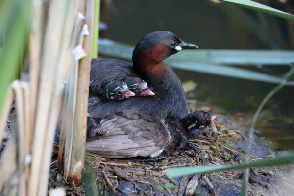 Piccolo Grebe Tachybaptus Ruficollis Pulcini Sul Nido Germania — Foto Stock