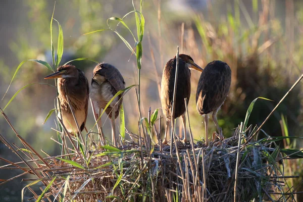 Garza Púrpura Ardea Purpurea Baden Wuerttemberg Alemania —  Fotos de Stock