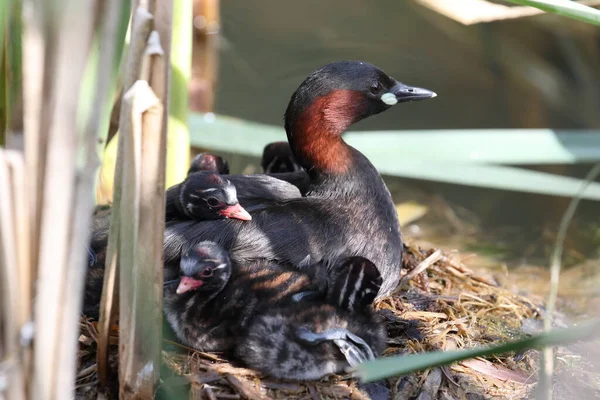 Little Grebe Tachybaptus Ruficollis Chicks Nest Germany — Stock Photo, Image