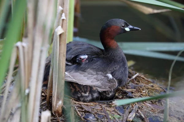 Little Grebe Tachybaptus Ruficollis Chicks Nest Germany — Stock Photo, Image