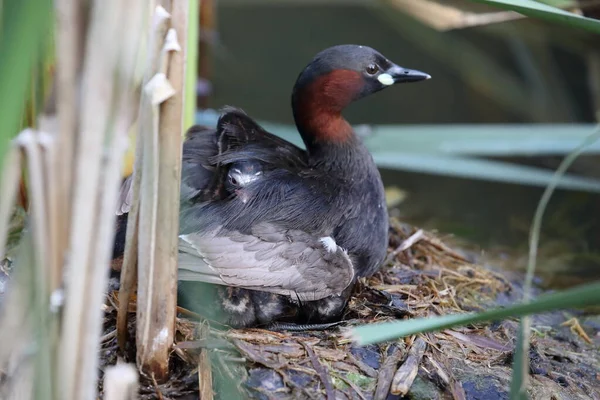 Little Grebe Tachybaptus Ruficollis Chicks Nest Germany — Stock Photo, Image