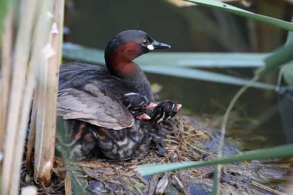 Piccolo Grebe Tachybaptus Ruficollis Pulcini Sul Nido Germania — Foto Stock