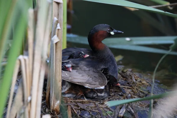 Little Grebe Tachybaptus Ruficollis Chicks Nest Germany — Stock Photo, Image