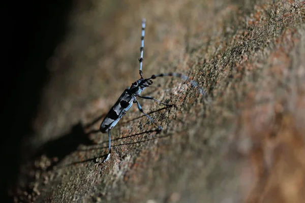 Rosalia Longicorn Rosalia Alpina Alpine Longhorn Beetle Swabian Jura Γερμανία — Φωτογραφία Αρχείου