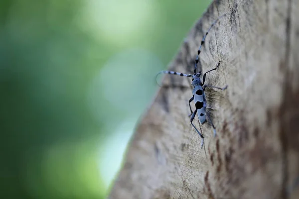 Rosalia Longicorn Rosalia Alpina Lub Alpine Longhorn Beetle Swabian Jura — Zdjęcie stockowe