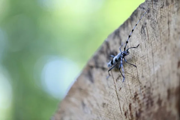 Rosalia Longicorn Rosalia Alpina Alpine Longhorn Beetle Swabian Jura Γερμανία — Φωτογραφία Αρχείου