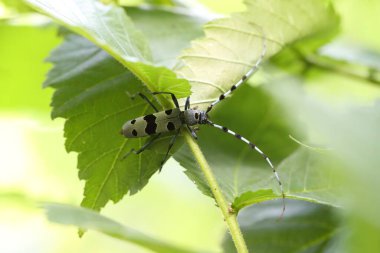  Rosalia longicorn (Rosalia alpina) or Alpine longhorn beetle Swabian Jura Germany clipart