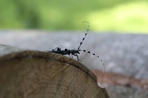 Rosalia Longicorn Rosalia Alpina Besouro Longhorn Alpino Swabian Jura Alemanha — Fotografia de Stock