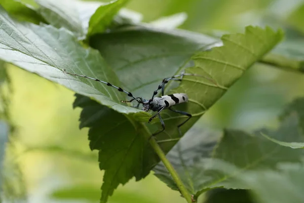 Rosalia Longicorn Rosalia Alpina Alpine Longhorn Beetle Swabian Jura Γερμανία — Φωτογραφία Αρχείου