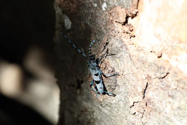 Rosalia Longicorn Rosalia Alpina Besouro Longhorn Alpino Swabian Jura Alemanha — Fotografia de Stock