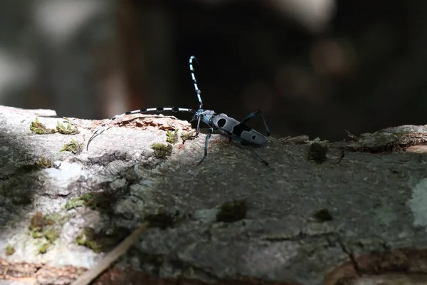 Rosalia Longicorn Rosalia Alpina Alpine Longhorn Beetle Swabian Jura Γερμανία — Φωτογραφία Αρχείου