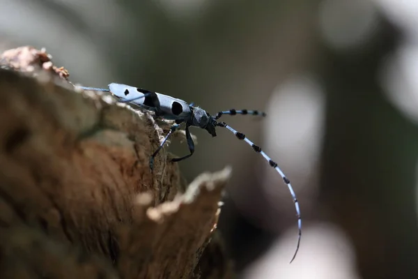 Rosalia Longicorn Rosalia Alpina Alpine Longhorn Beetle Swabian Jura Γερμανία — Φωτογραφία Αρχείου