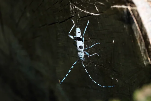 Rosalia Longicorn Rosalia Alpina Alpine Longhorn Beetle Swabian Jura Γερμανία — Φωτογραφία Αρχείου