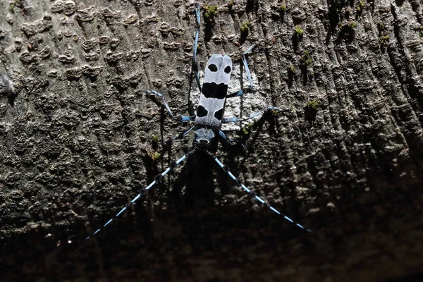 Rosalia Longicorn Rosalia Alpina Alpine Longhorn Kever Zwaben Jura Duitsland — Stockfoto