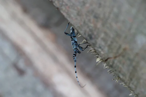 Rosalia Longicorn Rosalia Alpina Alpine Longhorn Beetle Swabian Jura Γερμανία — Φωτογραφία Αρχείου