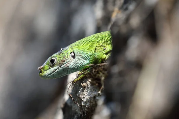 Western Green Lizard Senta Uma Parede Pedra Seca Alemanha — Fotografia de Stock