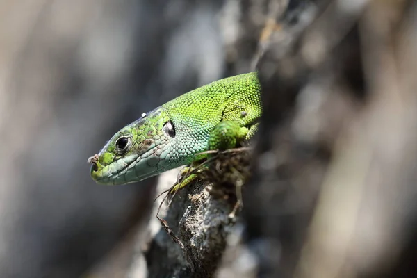 Lagarto Verde Occidental Sienta Una Pared Piedra Seca Alemania — Foto de Stock