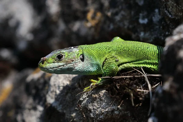 Western Green Lizard Est Assis Dans Mur Pierre Sèche Allemagne — Photo