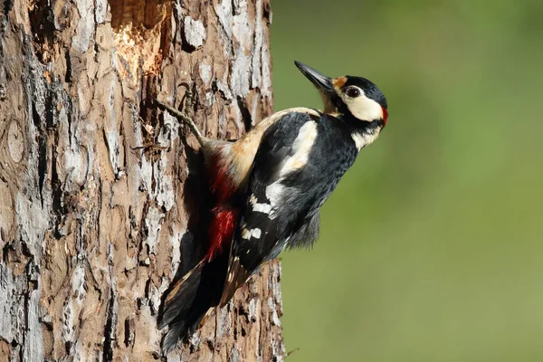 Great Spotted Woodpecker Dendrocopos Major Німеччина — стокове фото