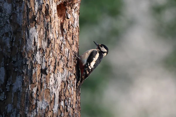 Büyük Benekli Ağaçkakan Dendrocopos Major Almanya — Stok fotoğraf