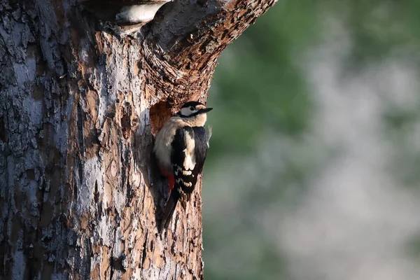 Büyük Benekli Ağaçkakan Dendrocopos Major Almanya — Stok fotoğraf