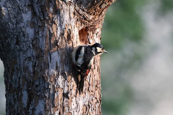 Great Spotted Woodpecker Dendrocopos Major Γερμανία — Φωτογραφία Αρχείου