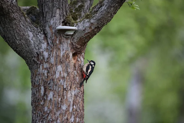 Great Spotted Woodpecker Dendrocopos Major Німеччина — стокове фото