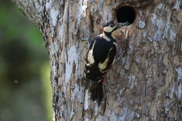 Great Spotted Woodpecker Dendrocopos Major Germany — Stock Photo, Image