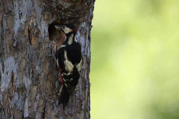 Great Spotted Woodpecker Dendrocopos Major — 스톡 사진