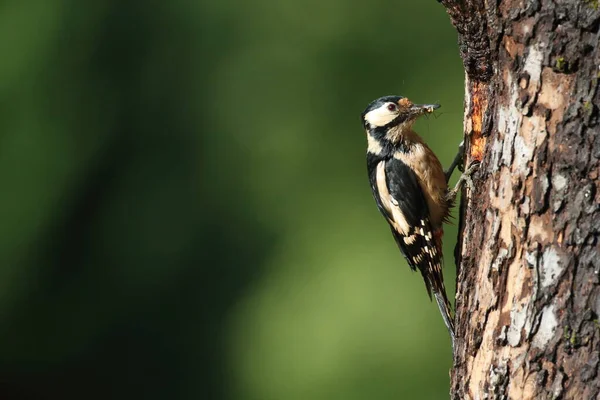 Great Spotted Woodpecker Dendrocopos Major Németország — Stock Fotó