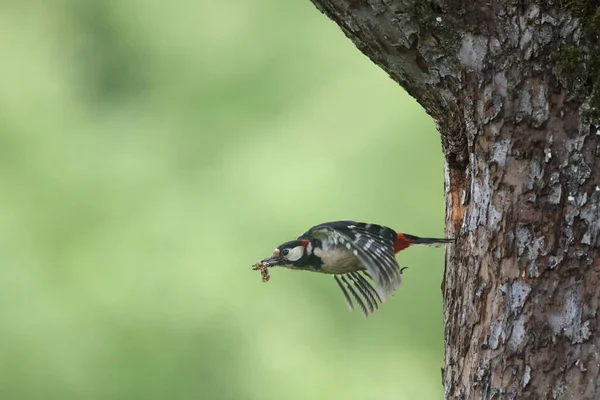 Stor Fläckig Hackspett Dendrocopos Major Tyskland — Stockfoto