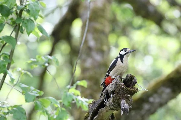 Büyük Benekli Ağaçkakan Dendrocopos Major Almanya — Stok fotoğraf