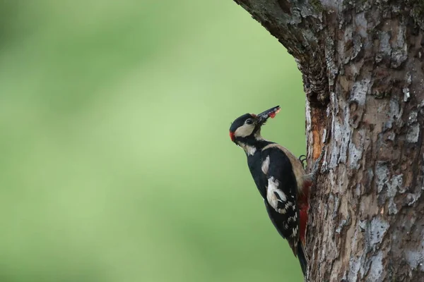 Great Spotted Woodpecker Dendrocopos Major Γερμανία — Φωτογραφία Αρχείου