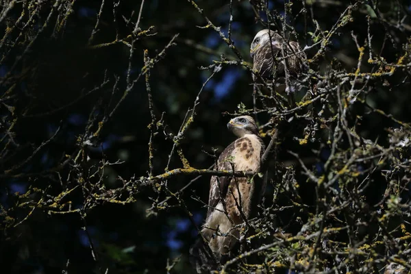 Junger Mäusebussard Buteo Buteo — Stockfoto