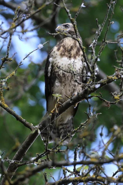 Jovem Buzzard Comum Buzzard Buteo Buteo — Fotografia de Stock