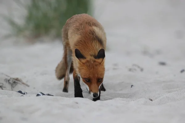 Raposa Vermelha Vulpes Vulpes Procura Comida Praia Mar Baltico Alemanha — Fotografia de Stock