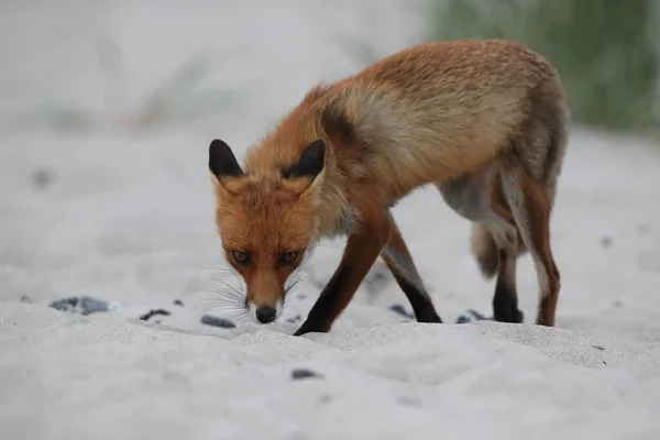 Renard Roux Vulpes Vulpes Cherche Nourriture Sur Plage Mer Baltique — Photo