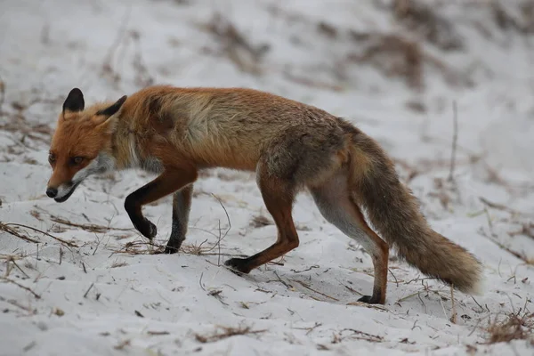 Raposa Vermelha Vulpes Vulpes Procura Comida Praia Mar Baltico Alemanha — Fotografia de Stock