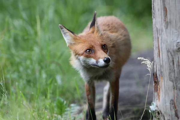 Raposa Vermelha Vulpes Vulpes — Fotografia de Stock