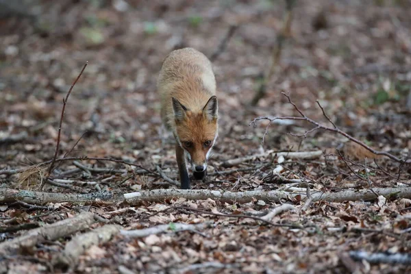 Raposa Vermelha Vulpes Vulpes — Fotografia de Stock