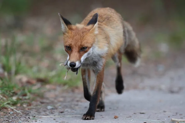 Vörös Róka Vulpes Vulpes Vadászat Után Egy Elfogott Madár Németország — Stock Fotó