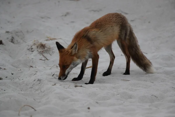 Červená Liška Vulpes Vulpes Hledá Potravu Pláži Baltského Moře Německo — Stock fotografie