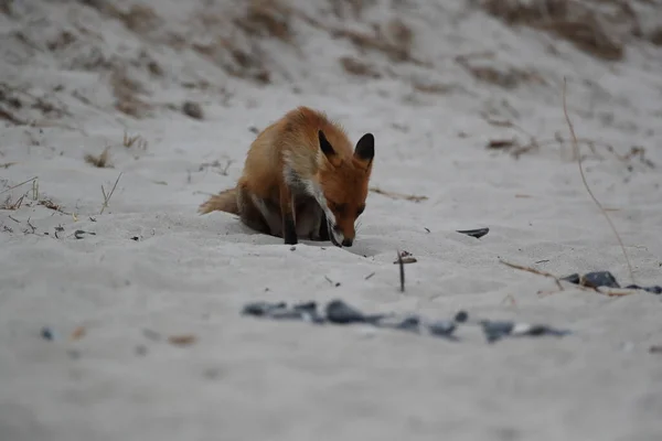 Raposa Vermelha Vulpes Vulpes Procura Comida Praia Mar Baltico Alemanha — Fotografia de Stock