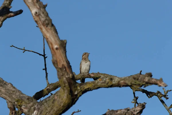 Eurasischer Ringelschwanz Oder Nördlicher Ringelschwanz Jynx Torquilla — Stockfoto