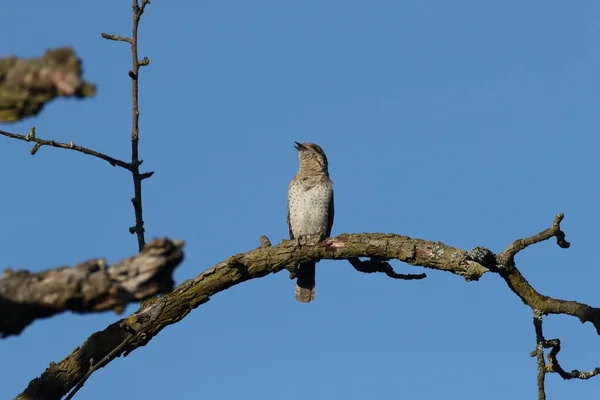 Eurasischer Ringelschwanz Oder Nördlicher Ringelschwanz Jynx Torquilla — Stockfoto