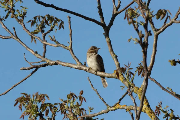 Eurasian Wryneck Northern Wryneck Jynx Torquilla — Stock Photo, Image