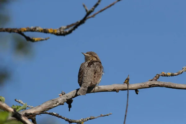 Eurasiatisk Wryneck Eller Nordlig Wryneck Jynx Torquilla — Stockfoto