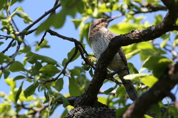 Євразійський Зап Ясток Або Північна Зап Ястка Jynx Torquilla — стокове фото